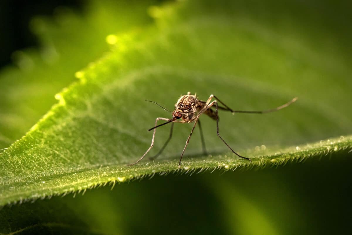 ¿Qué países exigen la vacuna de la fiebre amarilla para poder ingresar?